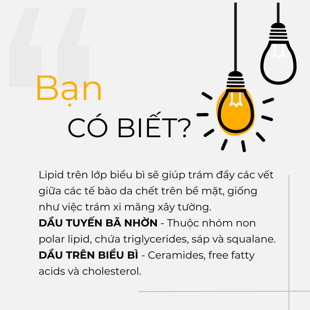 🧐 𝗦𝗞𝗜𝗡 𝗙𝗔𝗖𝗧 𝟭𝟬𝟭: 𝗟𝗜𝗣𝗜𝗗 𝗧𝗥𝗘̂𝗡 𝗗𝗔.